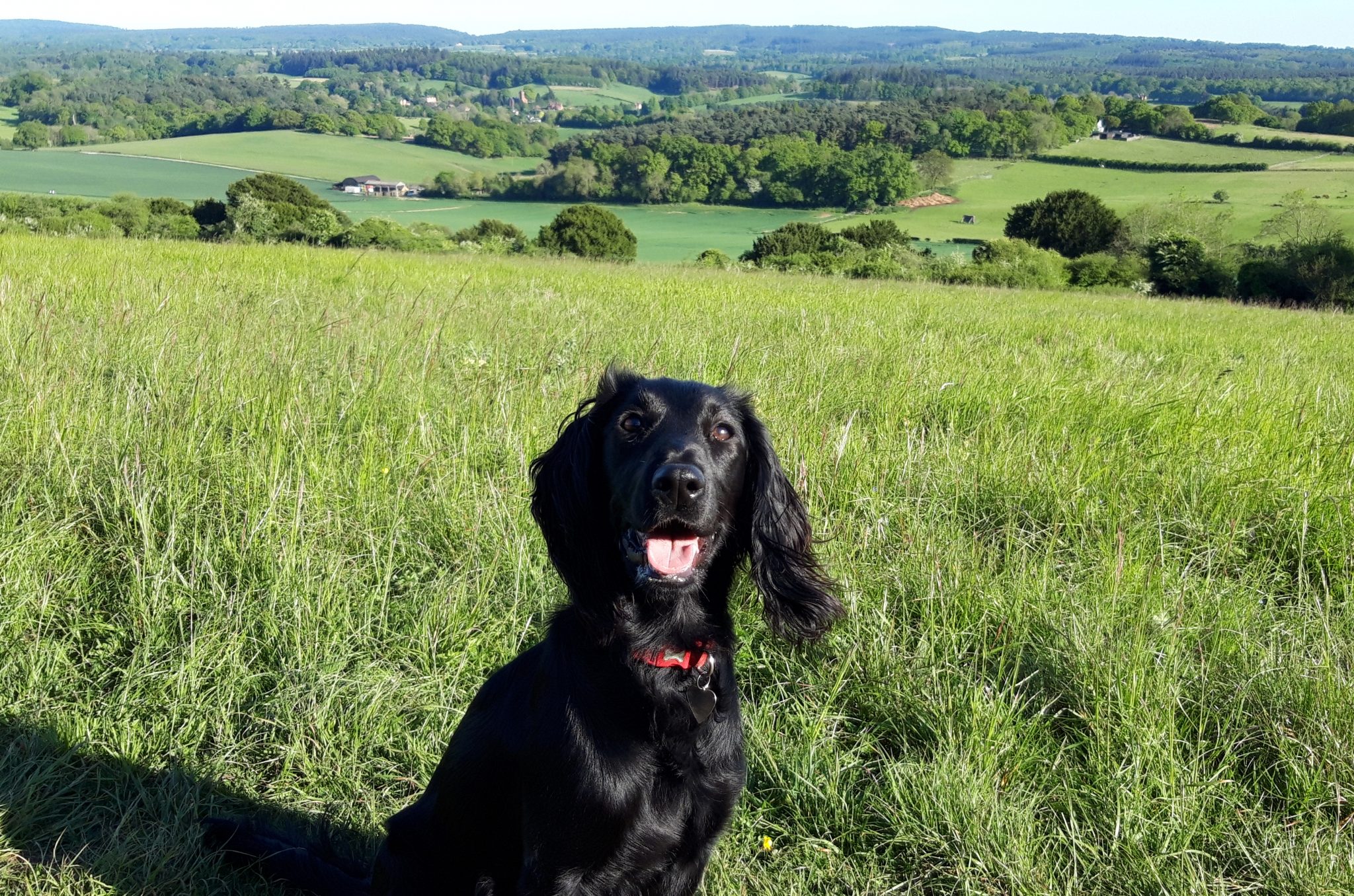 The Best Surrey Dog Walks with a Cafe Explore On Paw