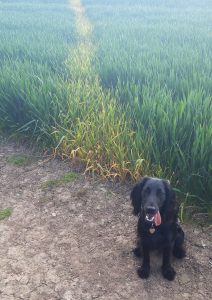 Dog in Corn Field