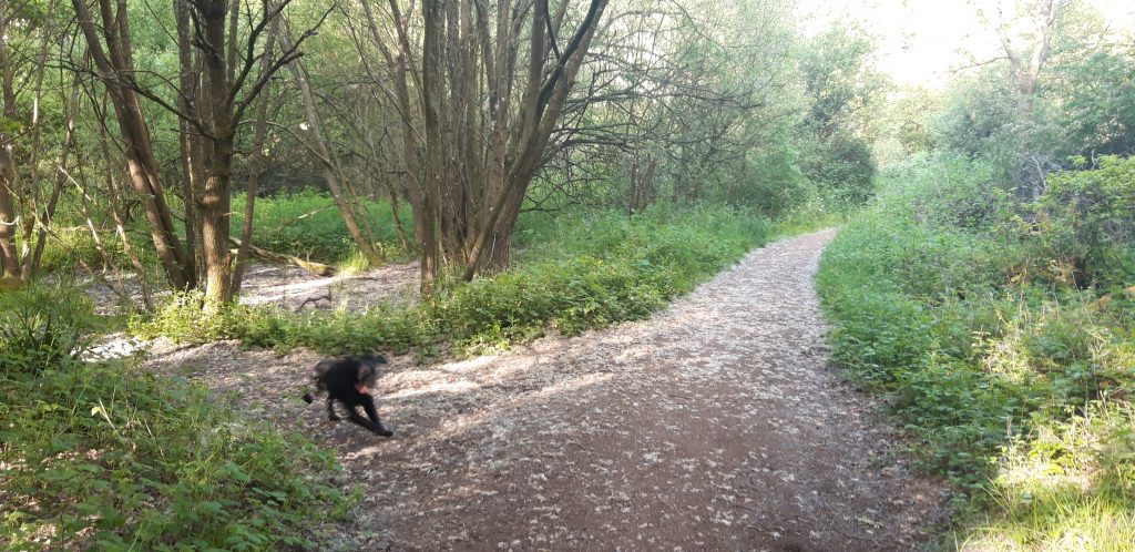 Dog showing where the turn is in the woods