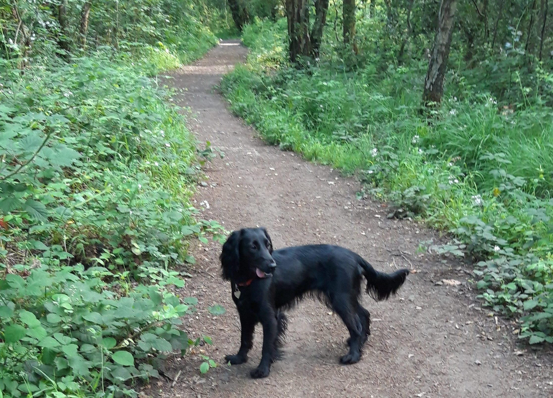 Dog on Whitmoor Common