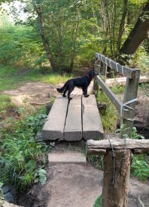 Dog on Bridge