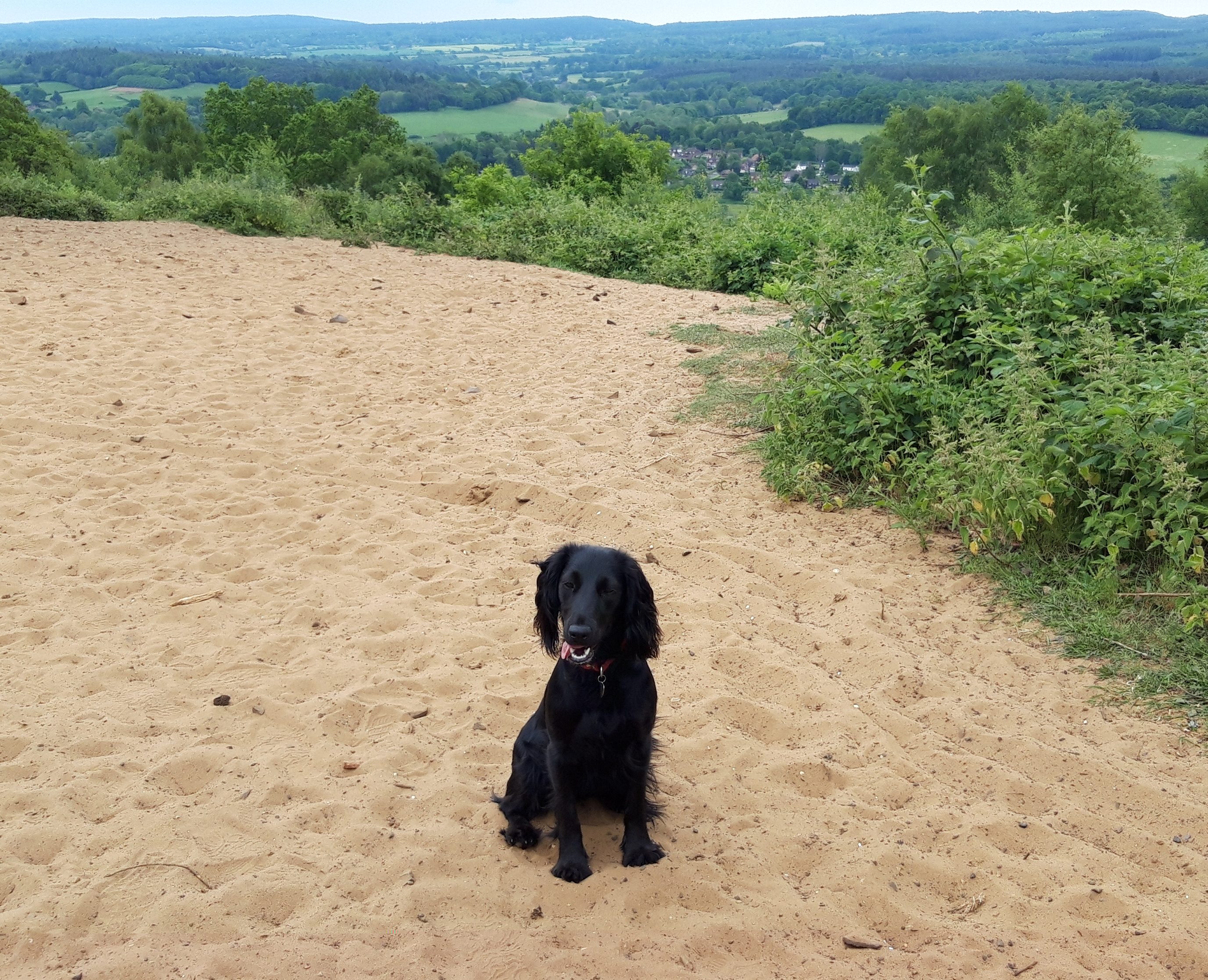 The Best Places for Dog Walks in Guildford Explore On Paw