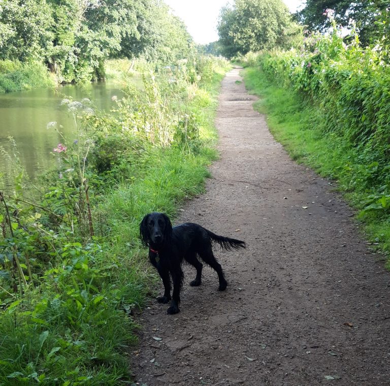 The Best Places for Dog Walks in Guildford Explore On Paw