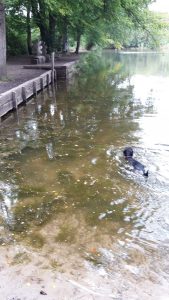 Dog swimming at Black Pond