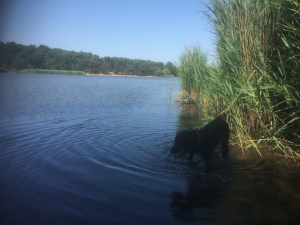Dog in Frensham Little Pond
