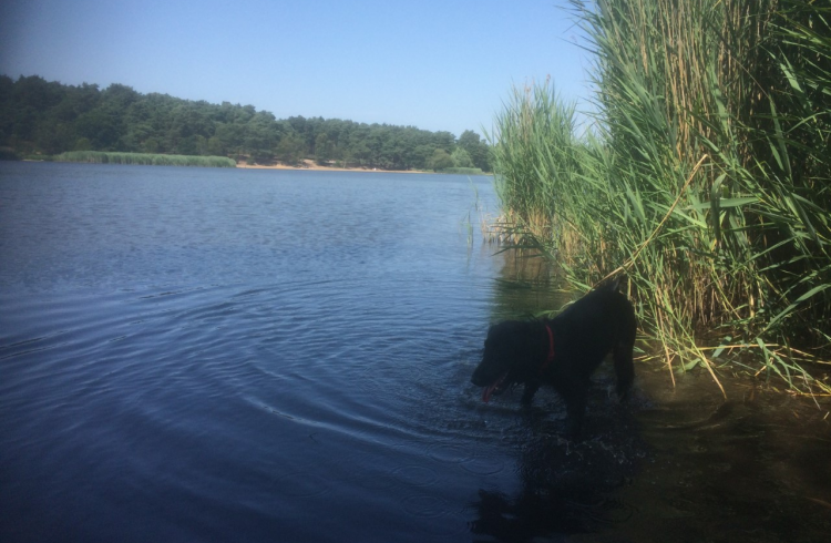 Dog in Frensham Little Pond