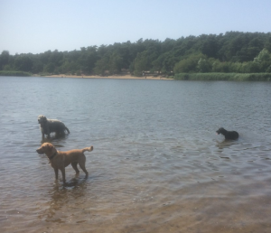 Dogs Swimming