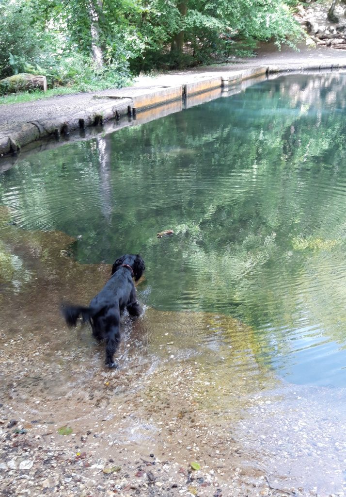 Great Places for your Dog to Swim in Surrey Explore On Paw