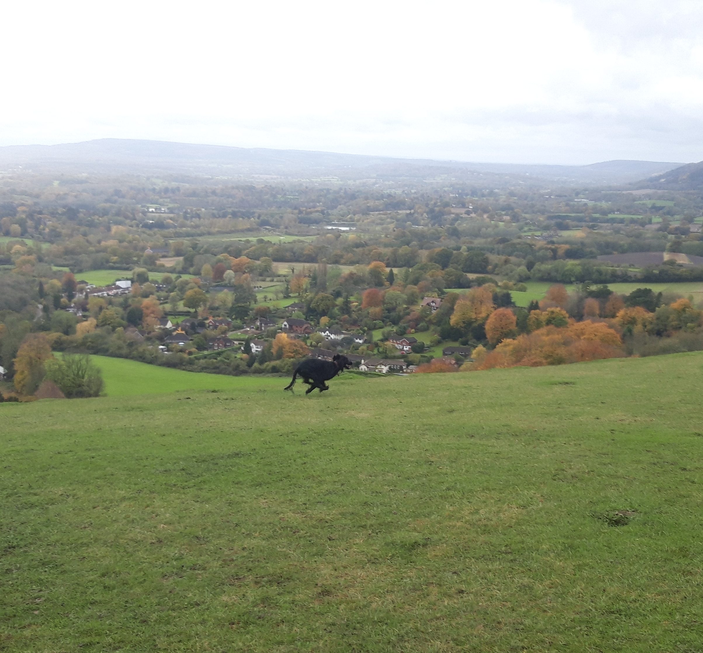 Dog galloping on Reigate Hill