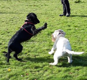 Dogs playing at Surrey Facebark Dog Meet Up Group