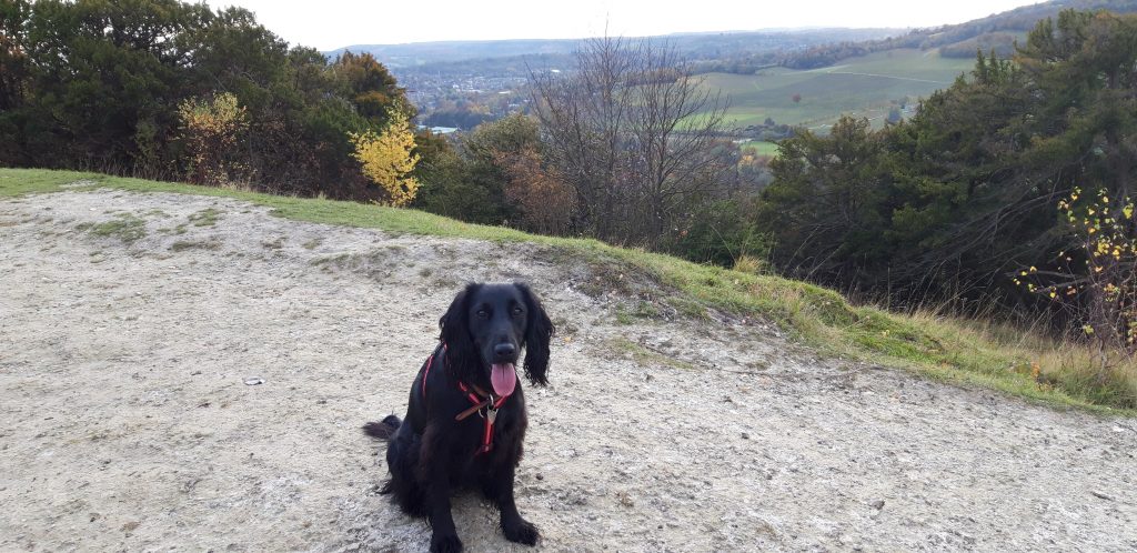 Dog at top of box hill, Surrey